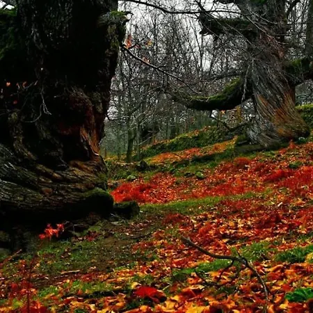 公寓 Apto Rural Fragaria - Valle Del Ambroz - Entorno Natural Unico *